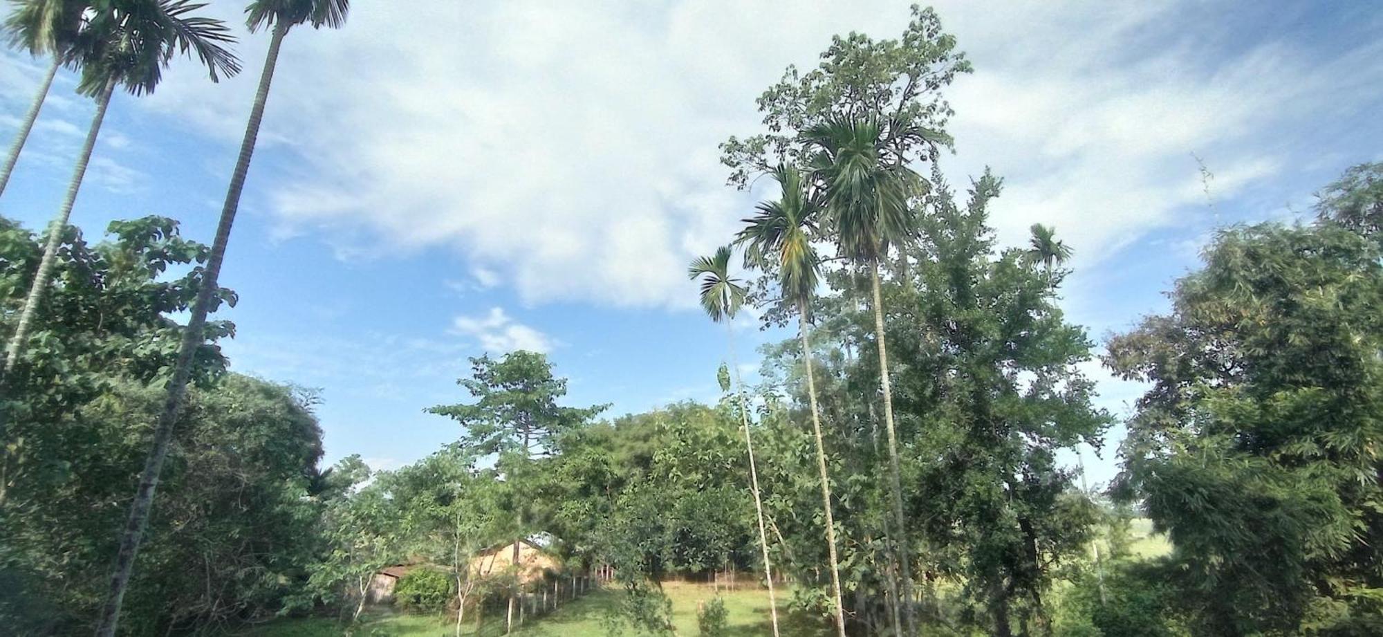 Hotel Kaziranga Holidays エクステリア 写真